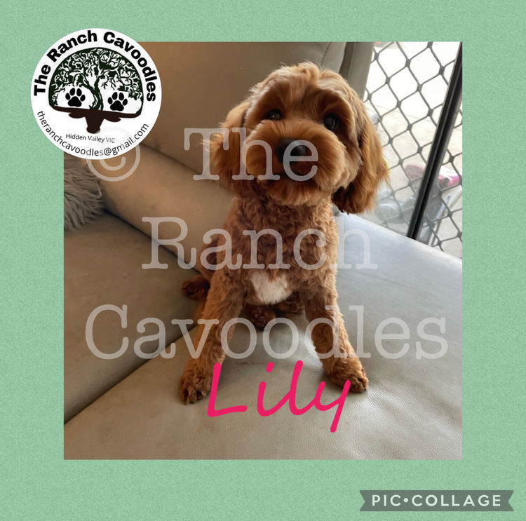 The Cameron Ranch - MDBA Theodores - Gen 1 Toy Cavoodles