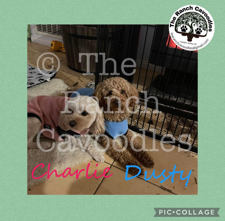 The Cameron Ranch - MDBA Theodores - Gen 1 Toy Cavoodles
