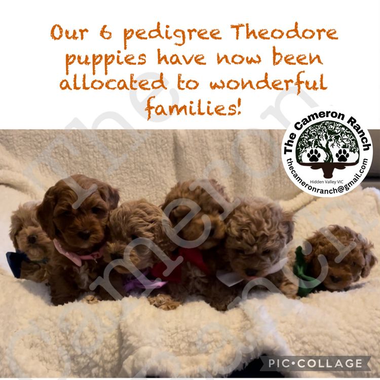 The Cameron Ranch - MDBA Theodores - Gen 1 Toy Cavoodles