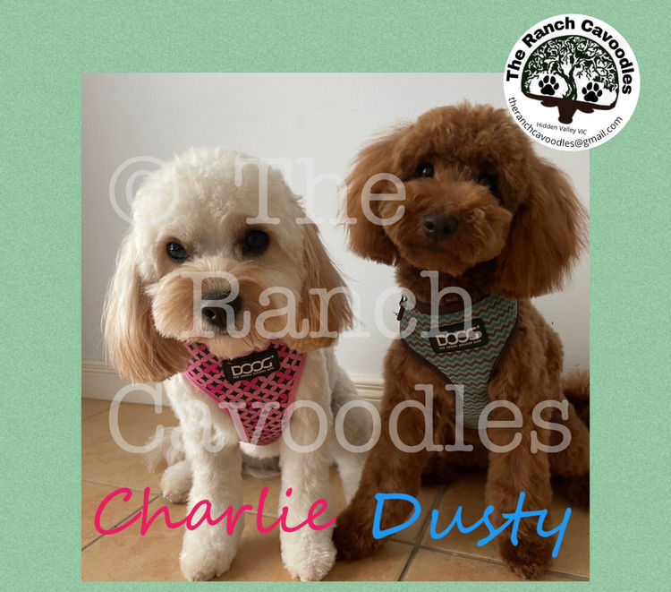The Cameron Ranch - MDBA Theodores - Gen 1 Toy Cavoodles