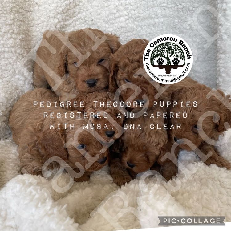 The Cameron Ranch - MDBA Theodores - Gen 1 Toy Cavoodles