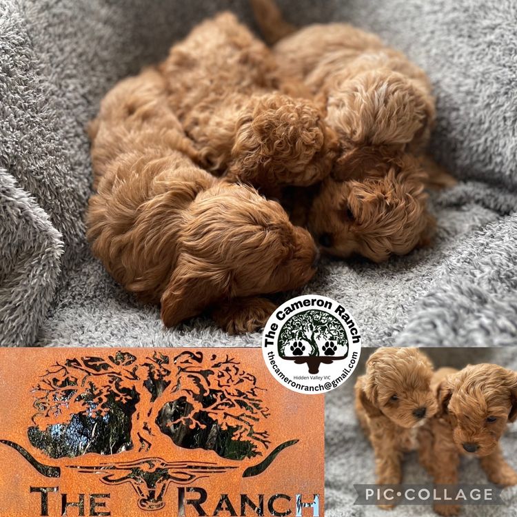 The Cameron Ranch - MDBA Theodores - Gen 1 Toy Cavoodles