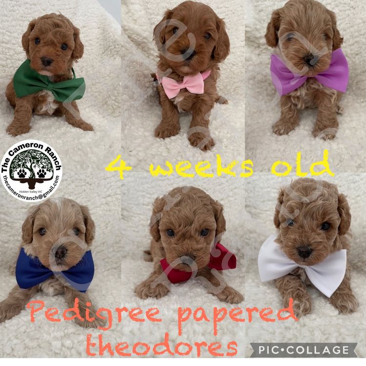 The Cameron Ranch - MDBA Theodores - Gen 1 Toy Cavoodles