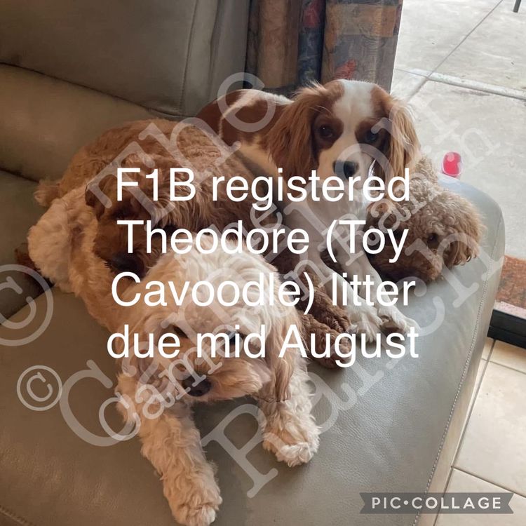 The Cameron Ranch - MDBA Theodores - Gen 1 Toy Cavoodles