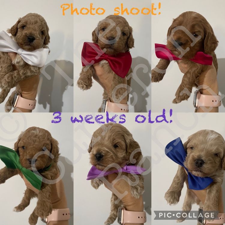 The Cameron Ranch - MDBA Theodores - Gen 1 Toy Cavoodles
