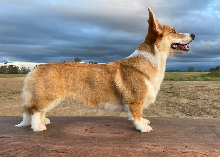 Just Peachy Corgis