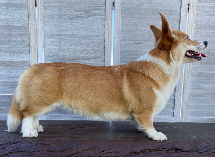 Just Peachy Corgis