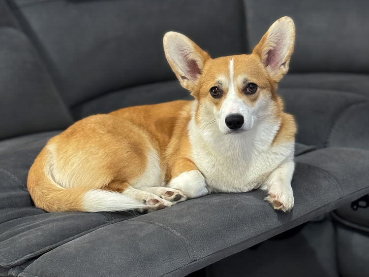 Just Peachy Corgis