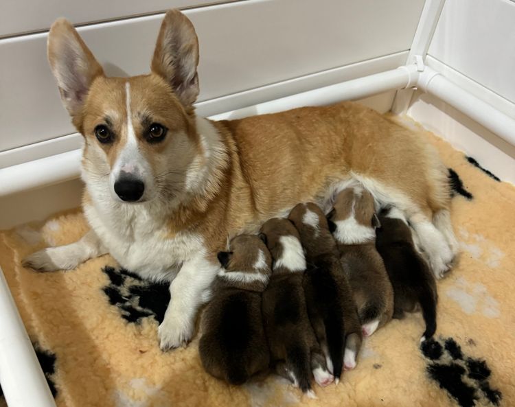 Just Peachy Corgis