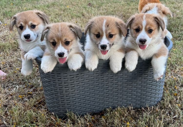 Just Peachy Corgis