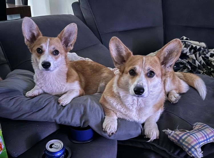 Just Peachy Corgis