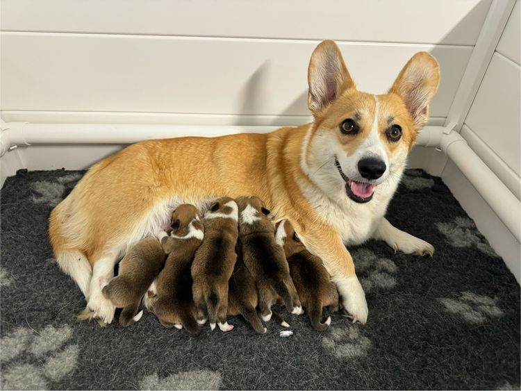 Just Peachy Corgis