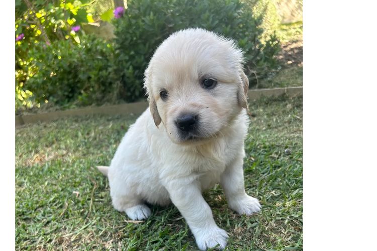 Rebekah’s Golden Retrievers