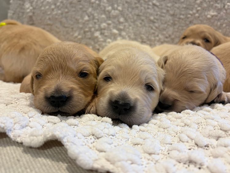 Rebekah’s Golden Retrievers