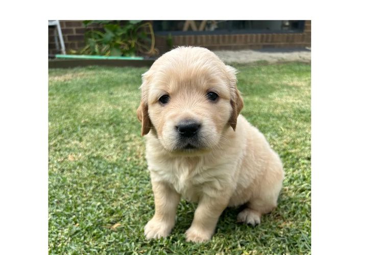 Rebekah’s Golden Retrievers