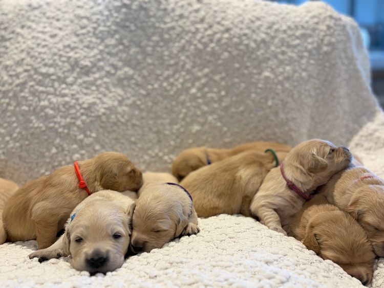Rebekah’s Golden Retrievers