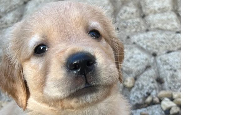 Rebekah’s Golden Retrievers