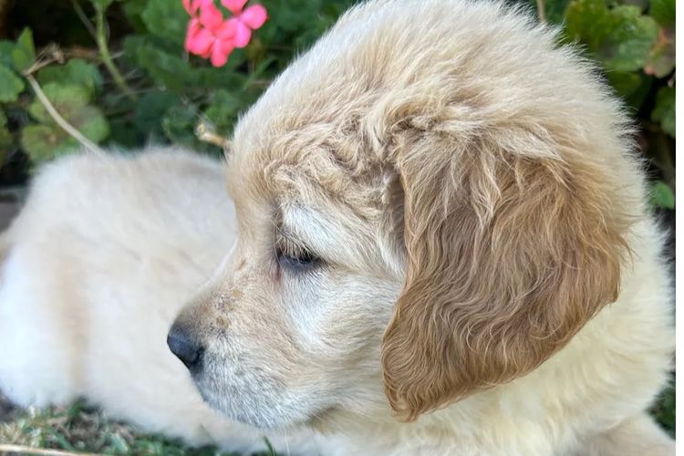 Rebekah’s Golden Retrievers