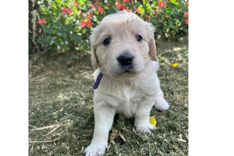 Rebekah’s Golden Retrievers