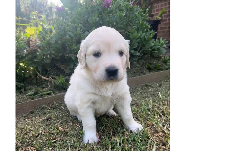 Rebekah’s Golden Retrievers