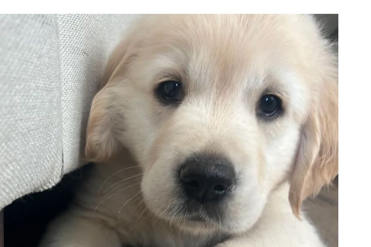 Rebekah’s Golden Retrievers