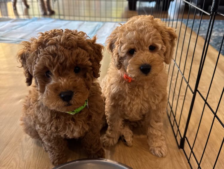 Cozy Companions GC - Spoodles