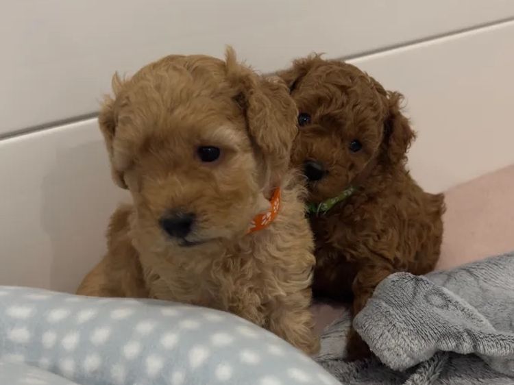 Cozy Companions GC - Spoodles