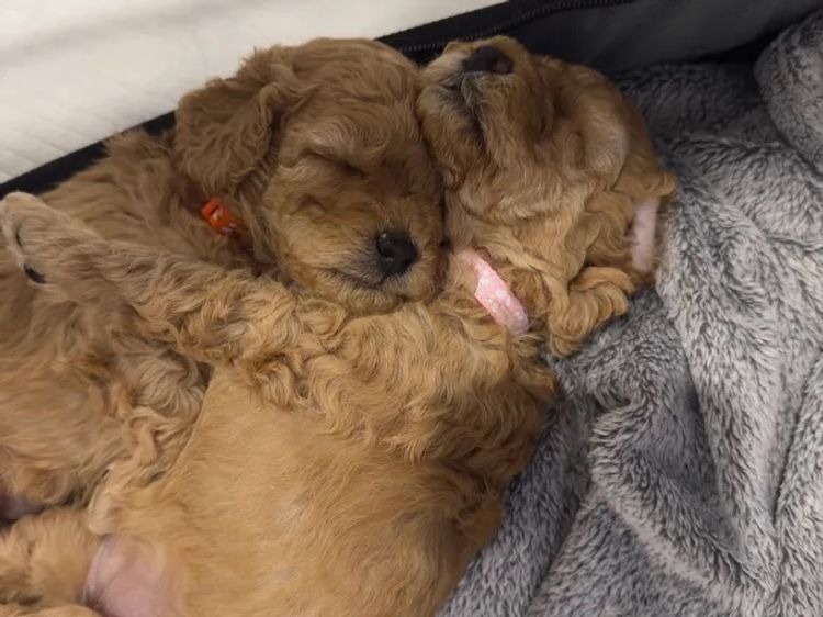 Cozy Companions GC - Spoodles