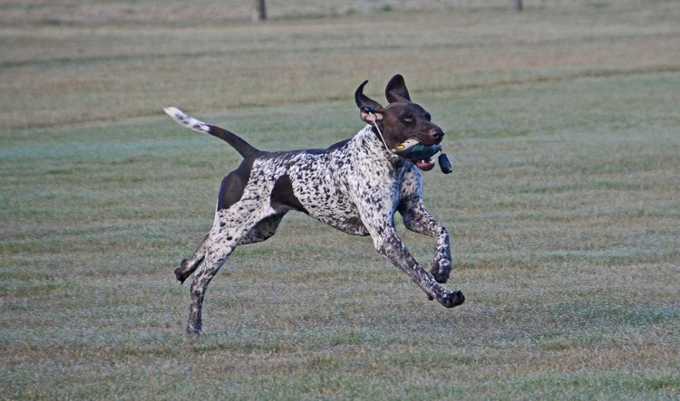 Aedalion German Shorthaired Pointers