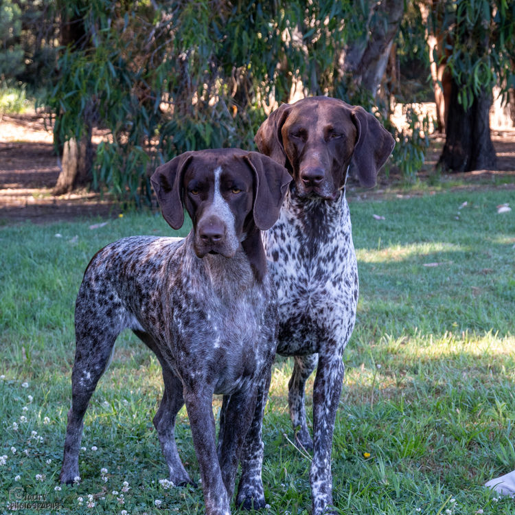Aedalion German Shorthaired Pointers