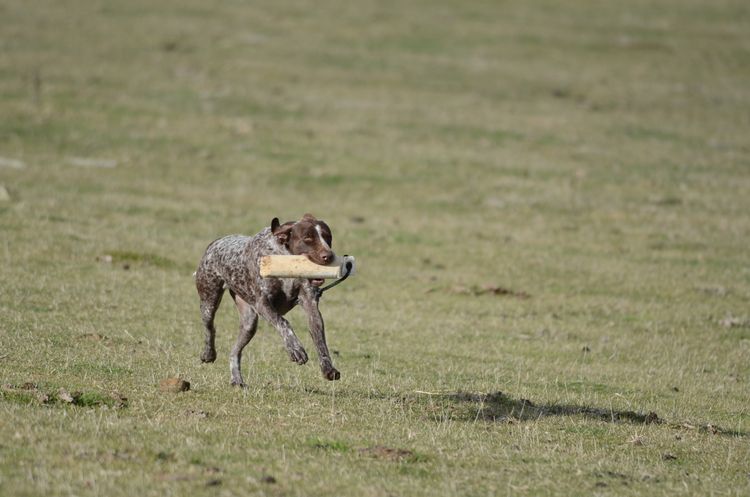 Aedalion German Shorthaired Pointers