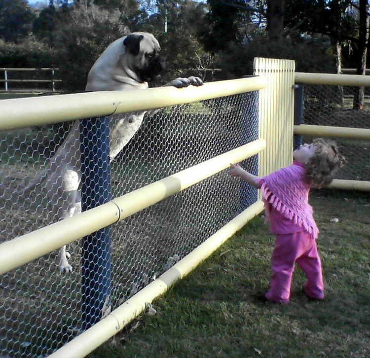 Gameguard Bullmastiffs