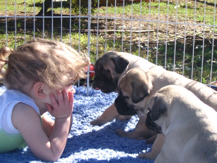 Gameguard Bullmastiffs