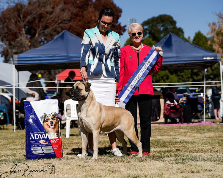 Gameguard Bullmastiffs
