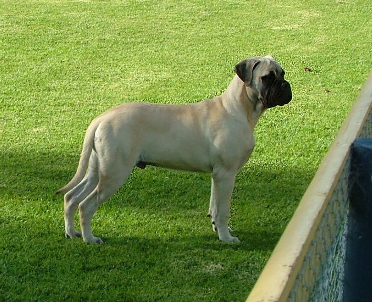 Gameguard Bullmastiffs