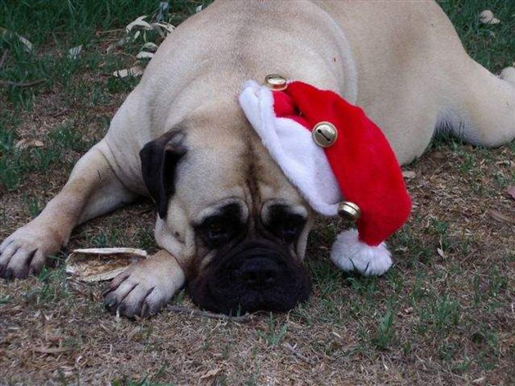 Gameguard Bullmastiffs