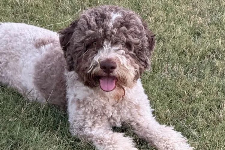 Lahdedah Lagotto Romagnolo