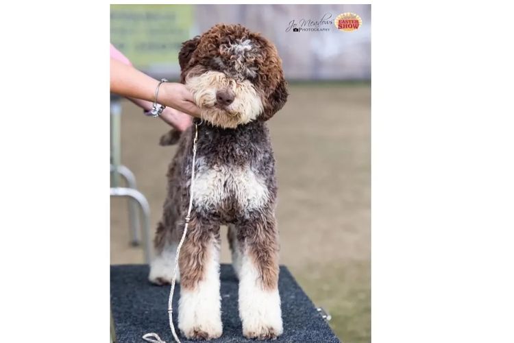 Lahdedah Lagotto Romagnolo