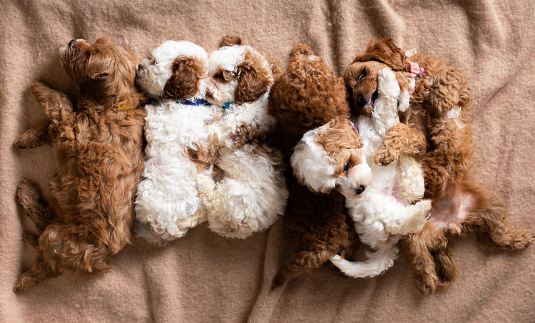 Tropicbear / Townsville Cavoodles & Theodores