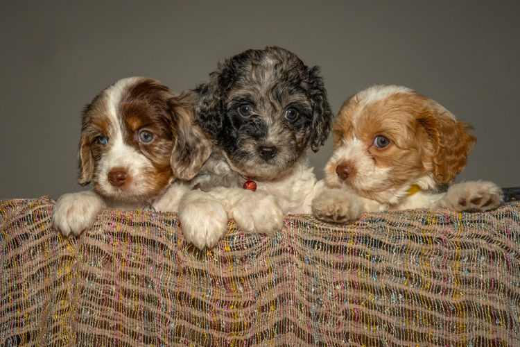 Tropicbear / Townsville Cavoodles & Theodores