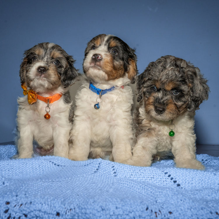 Tropicbear / Townsville Cavoodles & Theodores