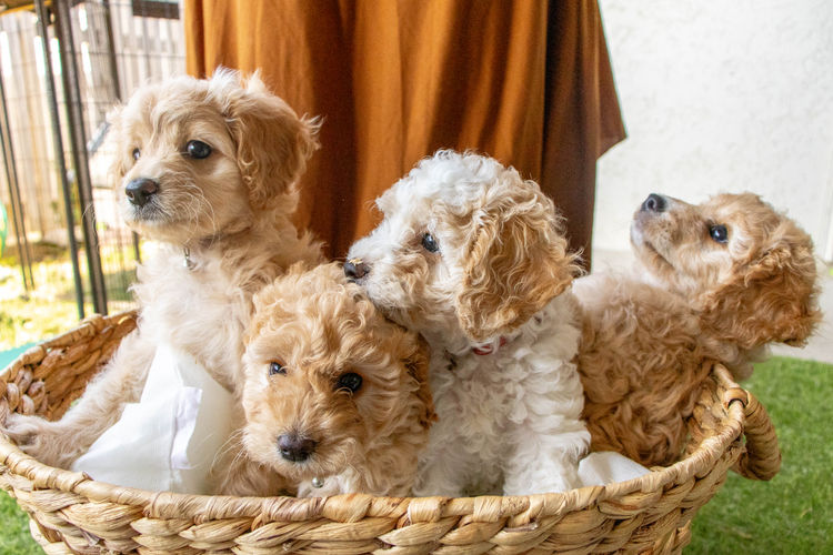 Tropicbear / Townsville Cavoodles & Theodores