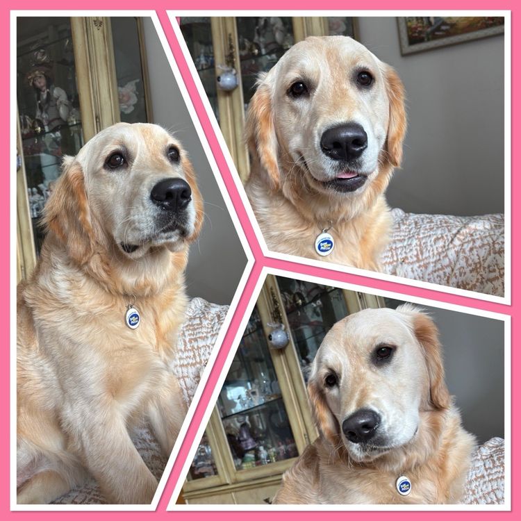 Mishka Goldens