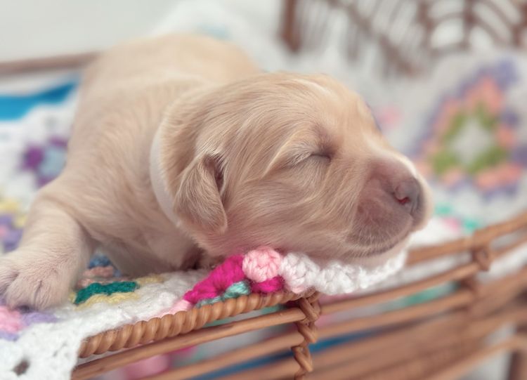 Haven Valley Golden Retrievers