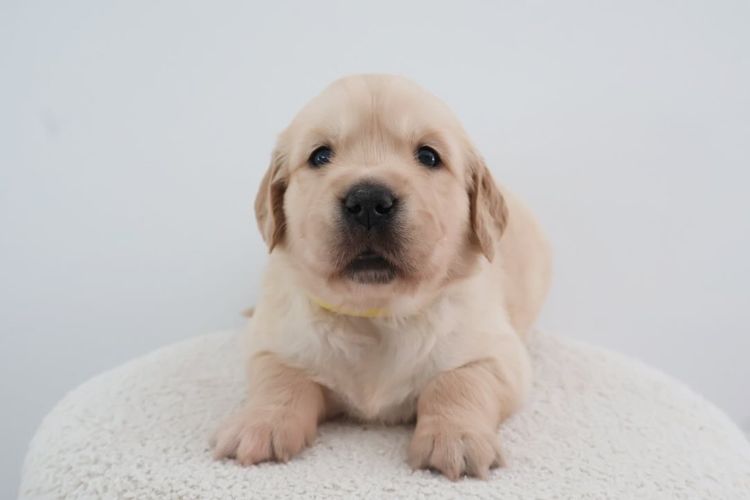 Haven Valley Golden Retrievers