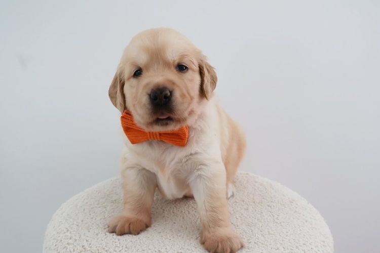 Haven Valley Golden Retrievers