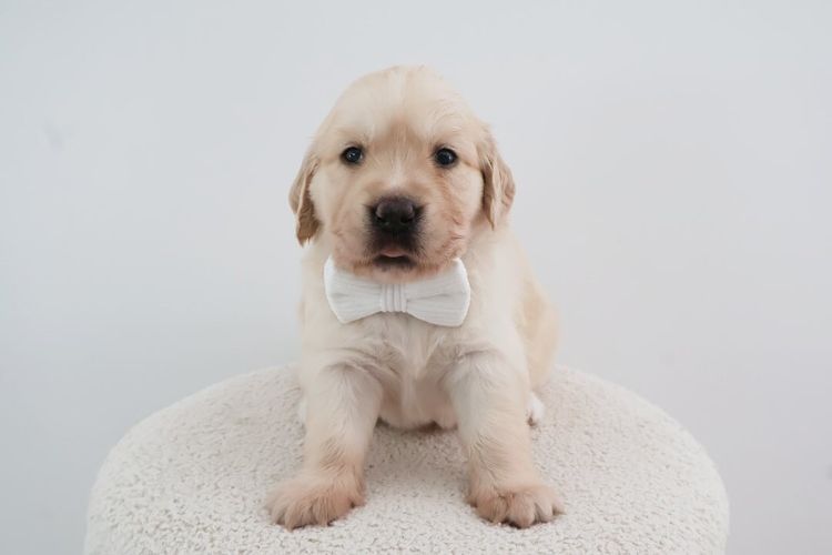 Haven Valley Golden Retrievers