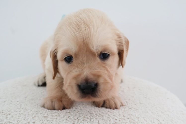 Haven Valley Golden Retrievers