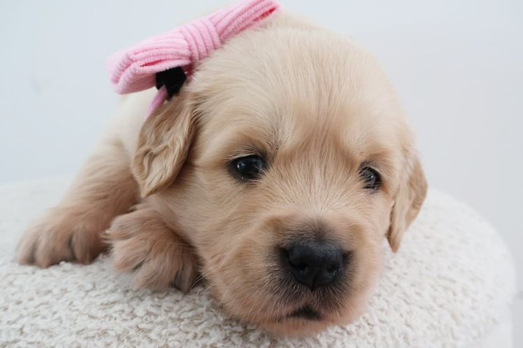 Haven Valley Golden Retrievers