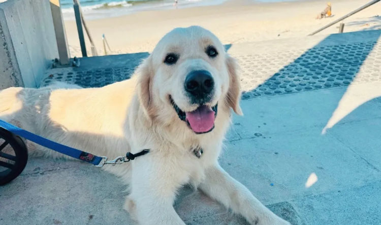 Haven Valley Golden Retrievers